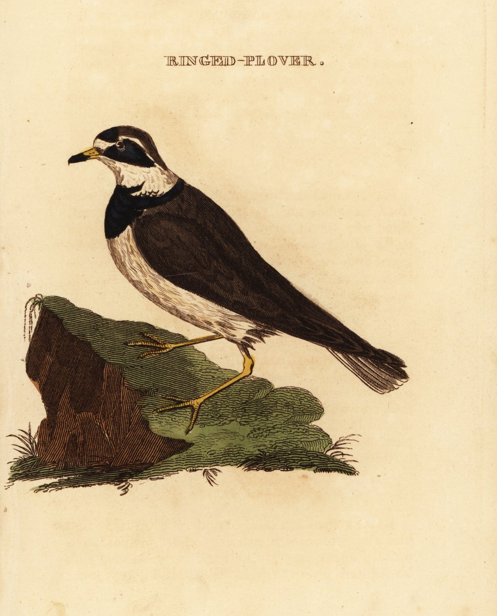 Kulík kroužkovaný, Charadrius hiaticula od Edward Donovan