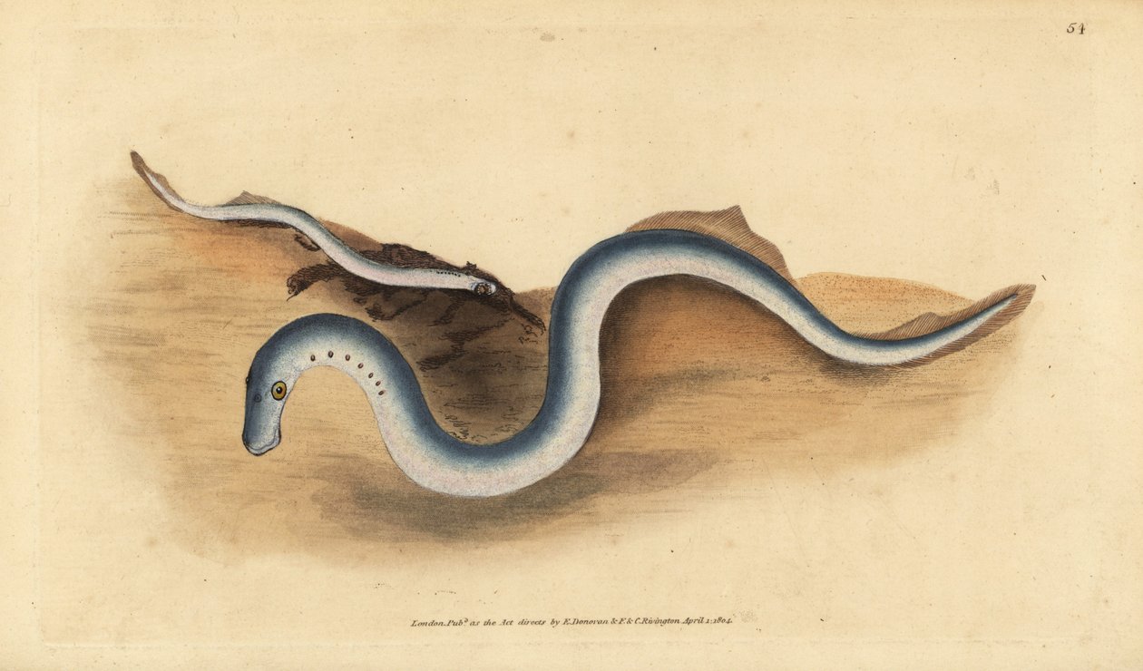 Mihule říční, Lampetra fluviatilis (čihule světlá nebo menší, Petromyzon fluviatilis). Ručně kolorovaný mědiryt nakreslený a rytý Edwardem Donovanem z jeho Natural History of British Fishes, Donovan a F.C. a J. Rivington, Londýn od Edward Donovan