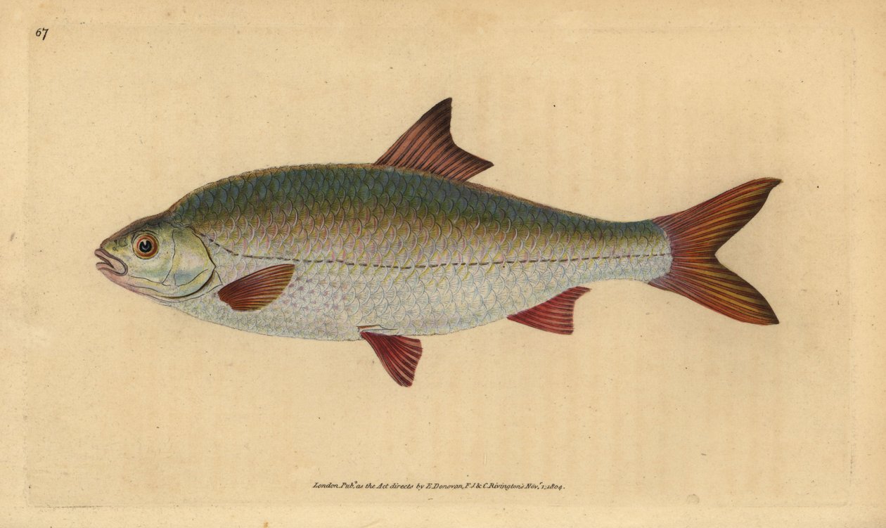 Plotice obecná, Rutilus rutilus (Cyprinus ritulus). Ručně kolorovaná mědirytina nakreslená a vyrytá Edwardem Donovanem z jeho Natural History of British Fishes, Donovan and F.C. and J. Rivington, London. od Edward Donovan