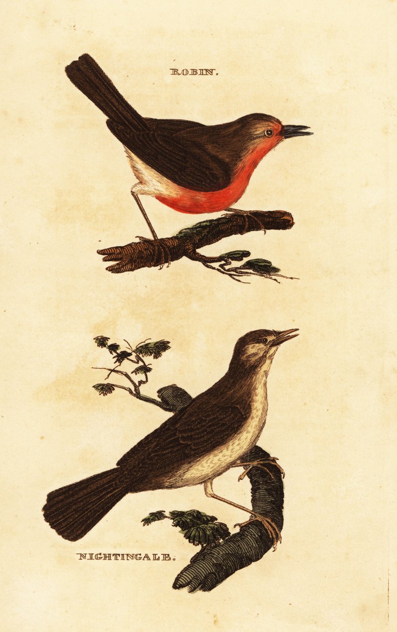 Červenka červenobrastá, Erithacus rubecula a slavík, slavík megarhynchos od Edward Donovan