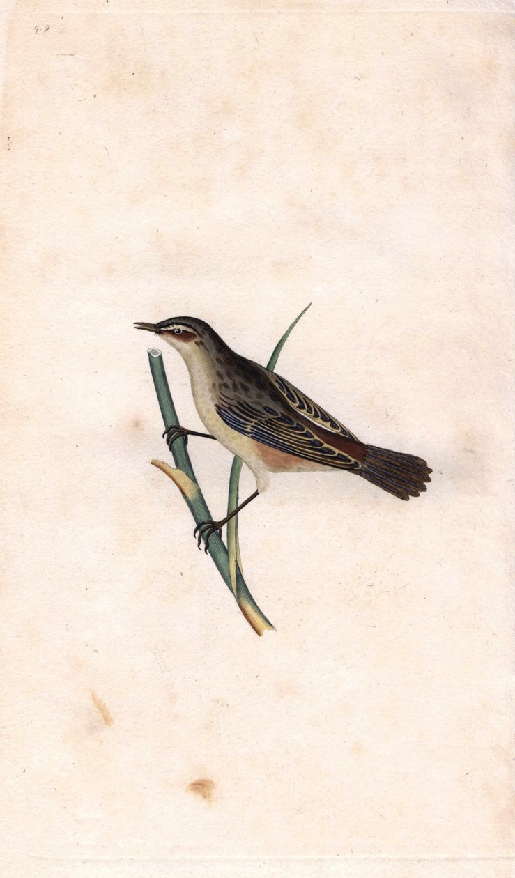 Fragmit tyčinkový. Acrocephalus schoenobaenus (Motacilla salicaria). Mědirytina Edwarda Donovana (1768-1837), publikovaná v Natural History of British Birds, Londýn od Edward Donovan