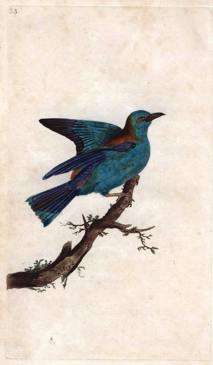 Válec Evropy. Coracias garrula (Coracias garrula). Mědirytina Edwarda Donovana (1768-1837), publikovaná v Natural History of British Birds, Londýn od Edward Donovan