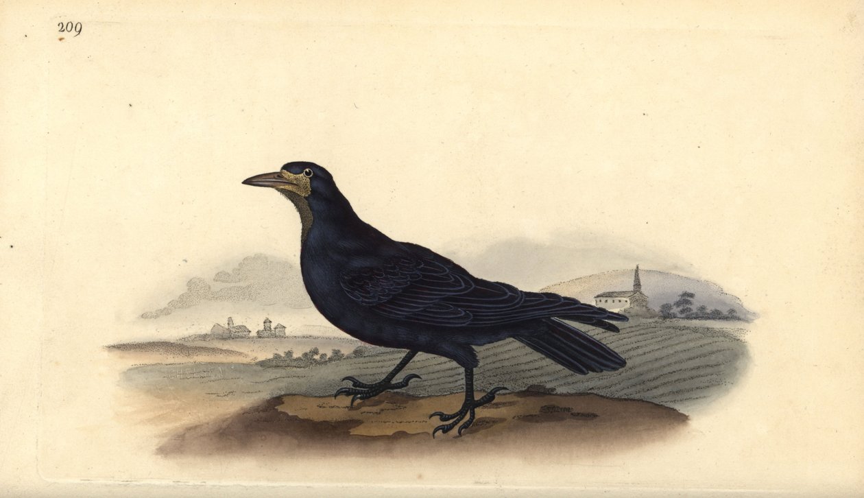 Rook, Corvus frugilegus. Ručně kolorovaný mědiryt nakreslený a rytý Edwardem Donovanem z jeho vlastní „Přírodopisné historie britských ptáků“, Londýn od Edward Donovan