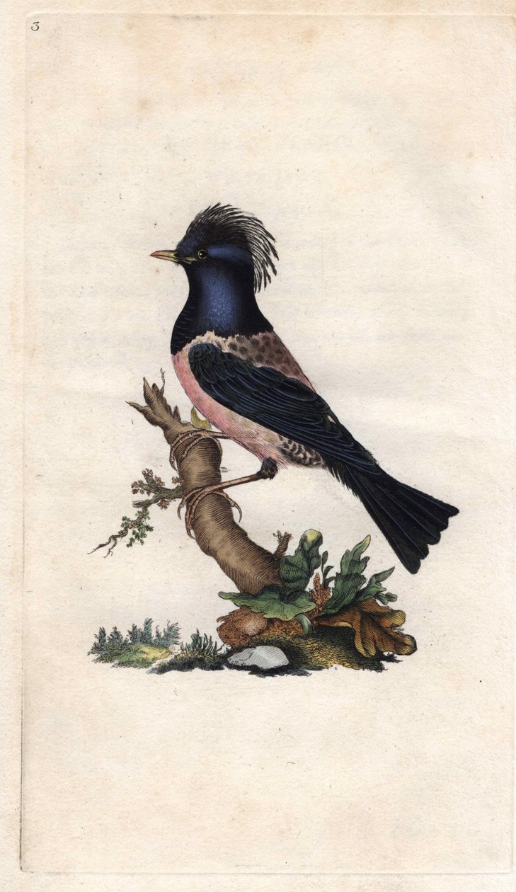 Starling Finch. Sturnus roseus (Turdus roseus). Mědirytina Edwarda Donovana (1768-1837), publikovaná v Natural History of British Birds, Londýn od Edward Donovan