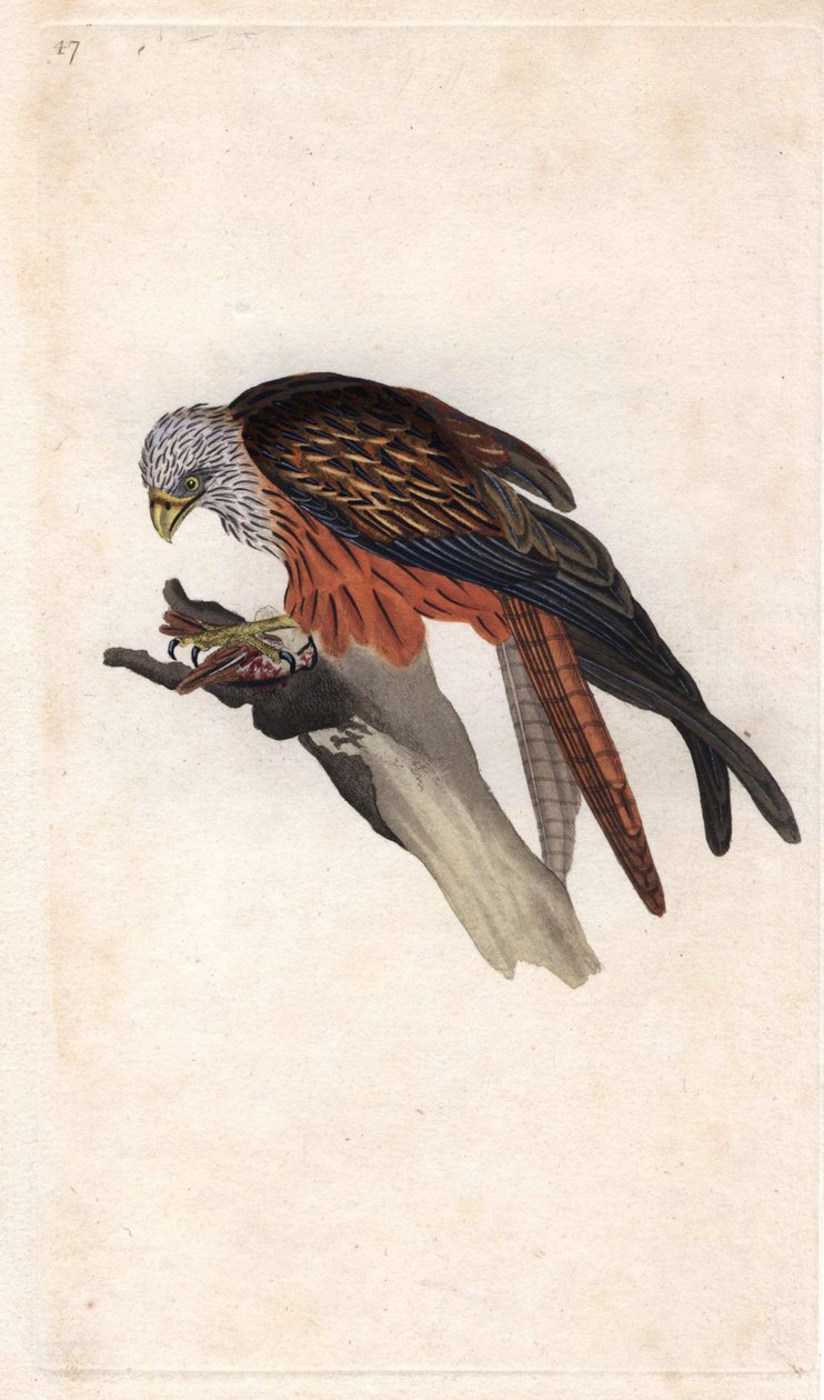 Královské Miláno. Milvus milvus (Falco milvus). Mědirytina Edwarda Donovana (1768-1837), publikovaná v Natural History of British Birds, Londýn od Edward Donovan