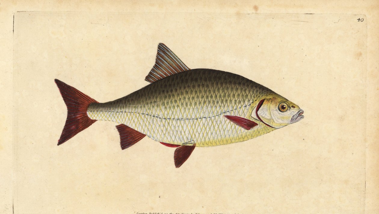 Rudd, Scardinius erythrophthalmus (červené oko, Cyprinus erythrophthalmus). Ručně kolorovaný mědiryt nakreslený a rytý Edwardem Donovanem z jeho Natural History of British Fishes, Donovan a F.C. a J. Rivington, Londýn od Edward Donovan