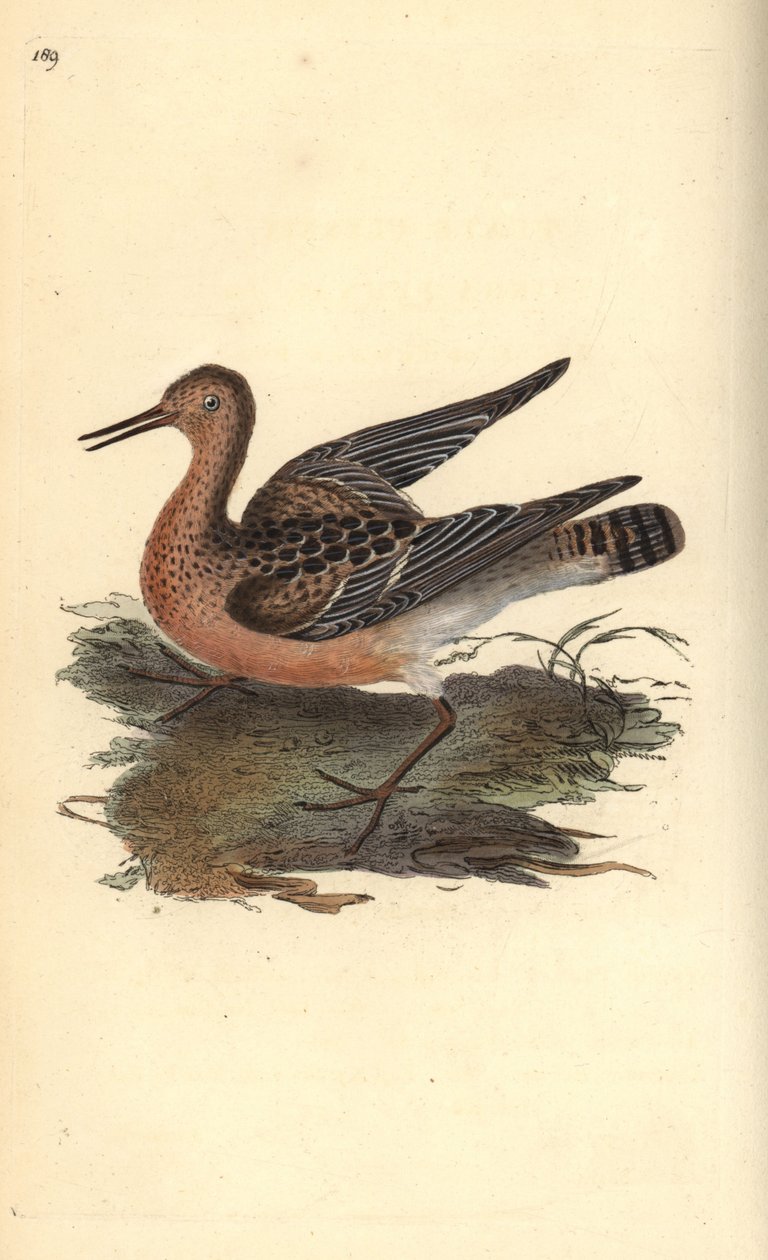 Ruff, Philomachus pugnax, samice. Ručně kolorovaný mědiryt nakreslený a rytý Edwardem Donovanem z jeho vlastní „Přírodopisné historie britských ptáků“, Londýn od Edward Donovan