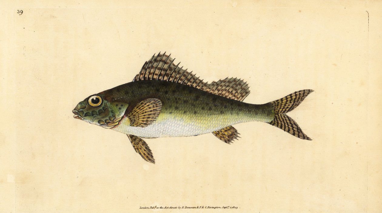 Ruffe, Gymnocephalus cernua (Perca cernua). Ručně kolorovaný mědiryt nakreslený a rytý Edwardem Donovanem z jeho Natural History of British Fishes, Donovan a F.C. a J. Rivington, Londýn od Edward Donovan