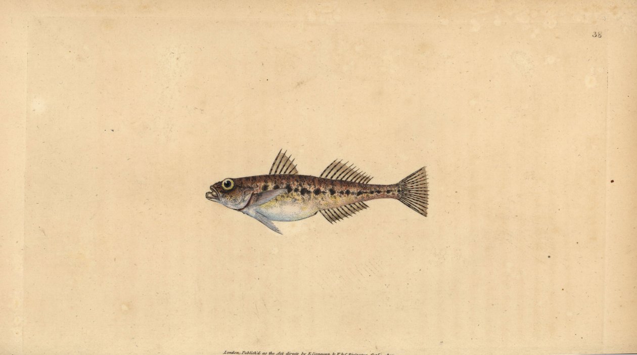 Pomatoschistus minutus (Pomatoschistus minutus, Gobius minutus). Ručně kolorovaný mědiryt nakreslený a rytý Edwardem Donovanem z jeho Natural History of British Fishes, Donovan a F.C. a J. Rivington, Londýn od Edward Donovan