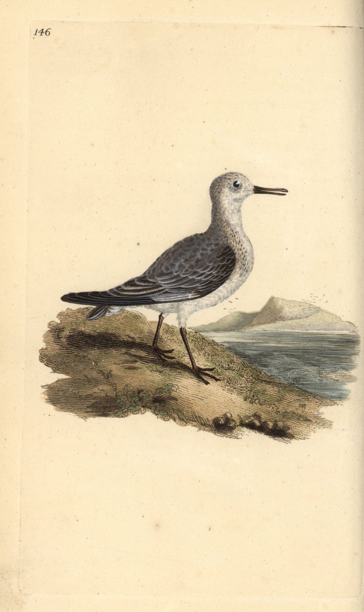 Sanderling, Calidris alba. Ručně kolorovaná mědirytina, kterou nakreslil a vyryl Edward Donovan podle své vlastní "Natural History of British Birds", Londýn. od Edward Donovan