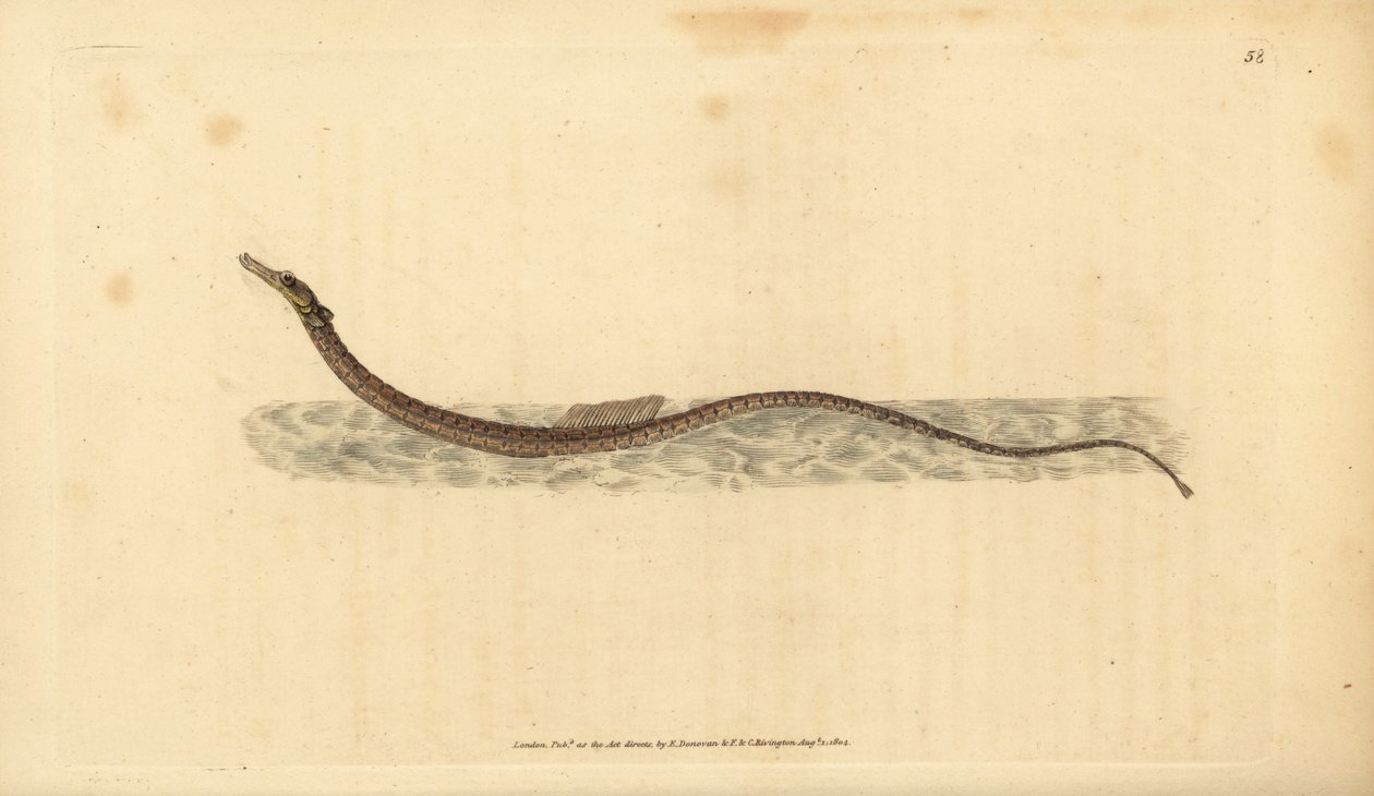 Sargassum pipefish nebo pelagic pipefish. Ručně kolorovaný mědiryt nakreslený a rytý Edwardem Donovanem z jeho Natural History of British Fishes, Donovan a F.C. a J. Rivington, Londýn od Edward Donovan