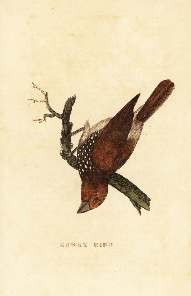 Munie šupinatá nebo munie skvrnitá, Lonchura punctulata od Edward Donovan