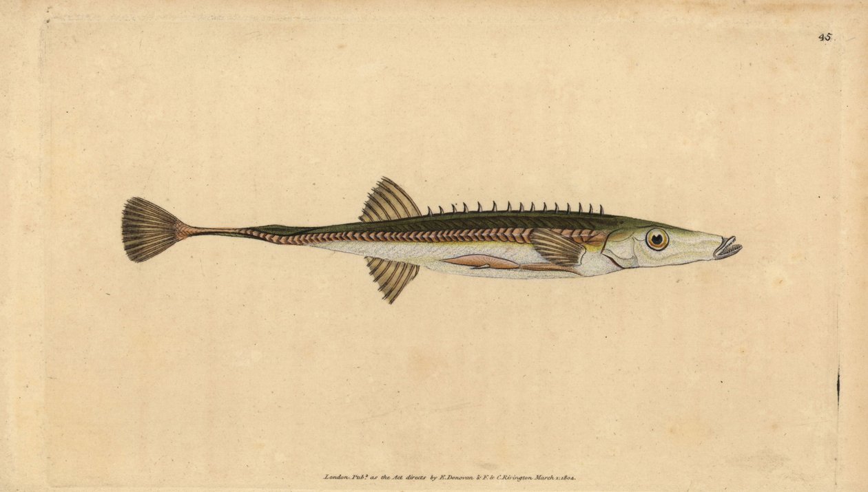Mořský paličák, Spinachia spinachia (Patnácticípý paličák, Gasterosteus spinachia). Ručně kolorovaný mědiryt nakreslený a rytý Edwardem Donovanem z jeho Natural History of British Fishes, Donovan a F.C. a J. Rivington, Londýn od Edward Donovan