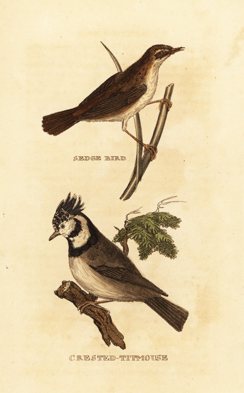Ostřice, Acrocephalus schoenobaenus a sýkora chocholatá, Lophophanes cristatus od Edward Donovan