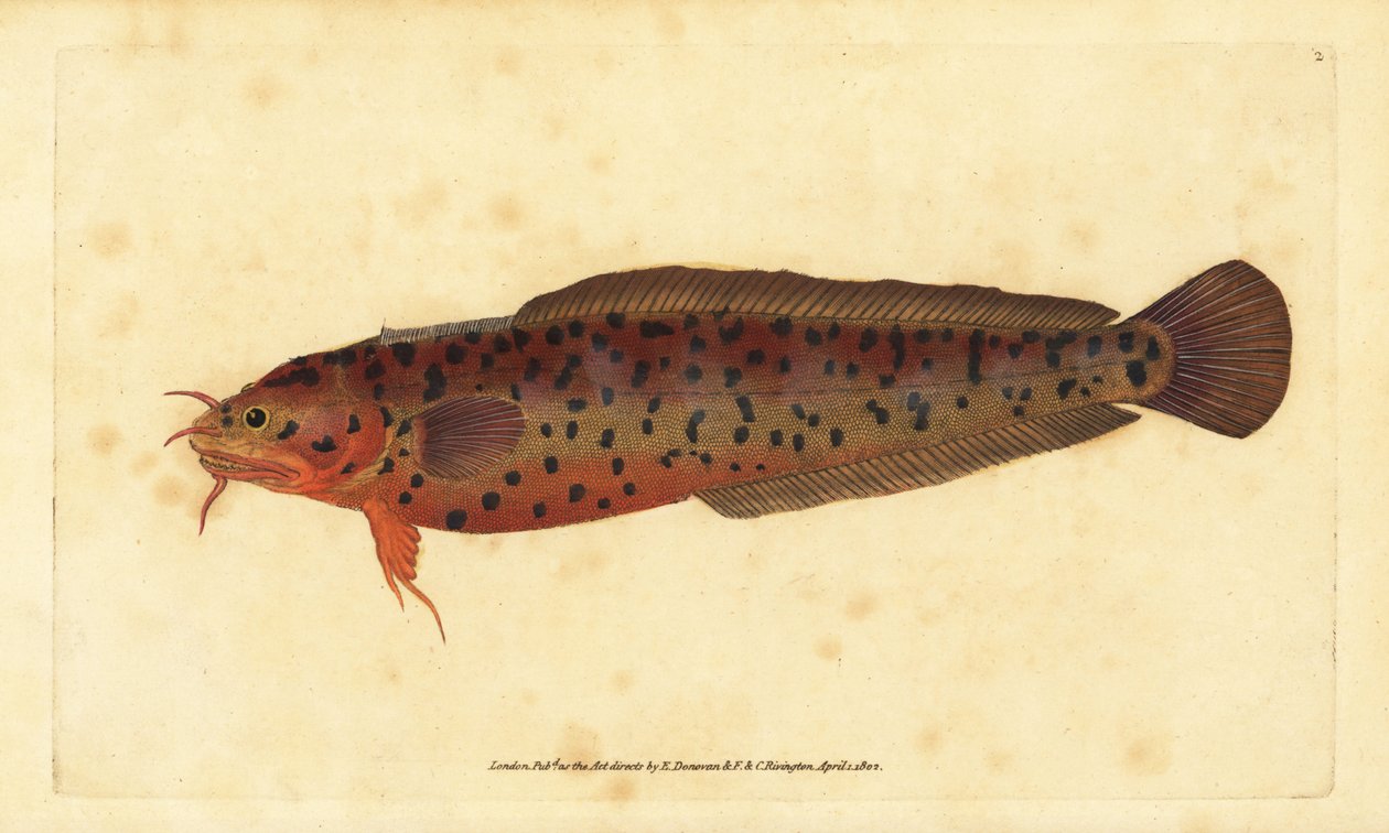 Houpací břeh, Gaidropsarus mediterraneus (treska třívousá nebo skalní, Gadus tricirratus). Ručně kolorovaný mědiryt nakreslený a rytý Edwardem Donovanem z jeho Natural History of British Fishes, Donovan a F.C. a J. Rivington, Londýn od Edward Donovan