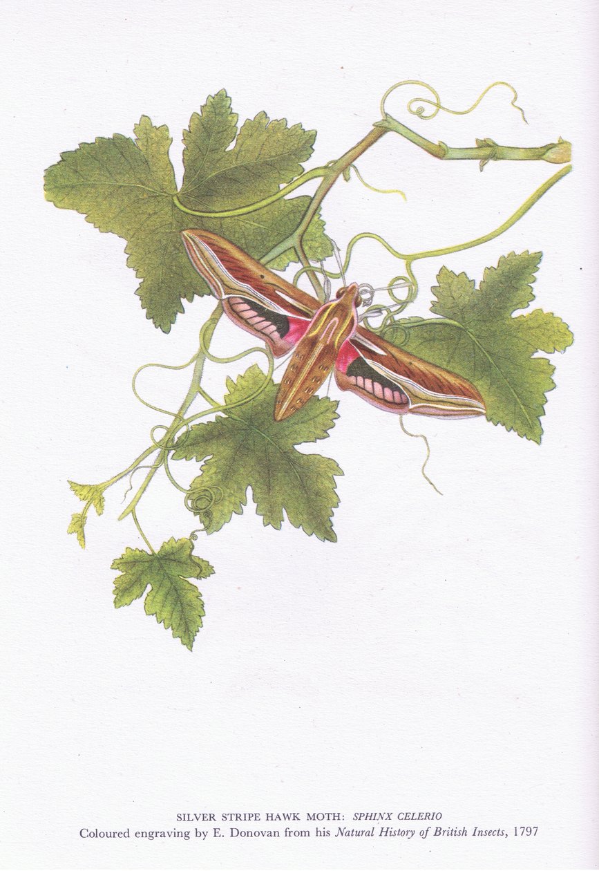 Silver Stripe Hawk Moth, Shinx Celerio, Nature in Britain vydal Collins, 1946 od Edward Donovan