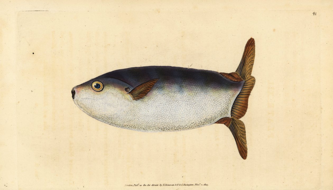 Slunečnice štíhlá, Ranzania laevis (slunečnice zkrácená, Tetrodon truncatus). Ručně kolorovaný mědiryt nakreslený a rytý Edwardem Donovanem z jeho Natural History of British Fishes, Donovan a F.C. a J. Rivington, Londýn od Edward Donovan