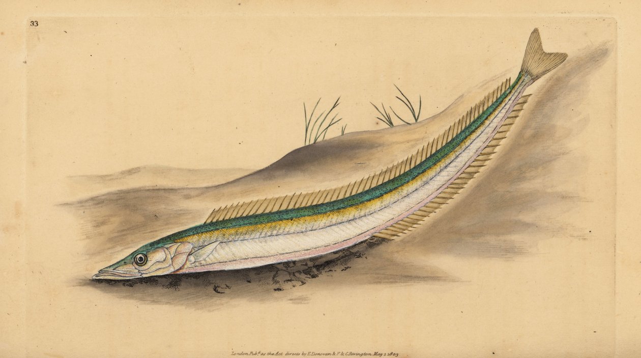 Smáčci malí, launce nebo úhoř, Ammodytes tobianus. Ručně kolorovaný mědiryt nakreslený a rytý Edwardem Donovanem z jeho Natural History of British Fishes, Donovan a F.C. a J. Rivington, Londýn od Edward Donovan