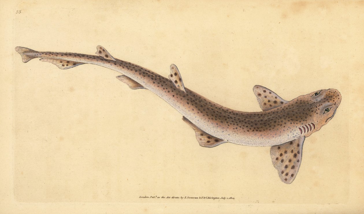 Žralok malý, Scyliorhinus canicula (žralok menší, Squalus catulus). Ručně kolorovaný mědiryt nakreslený a rytý Edwardem Donovanem z jeho Natural History of British Fishes, Donovan a F.C. a J. Rivington, Londýn od Edward Donovan