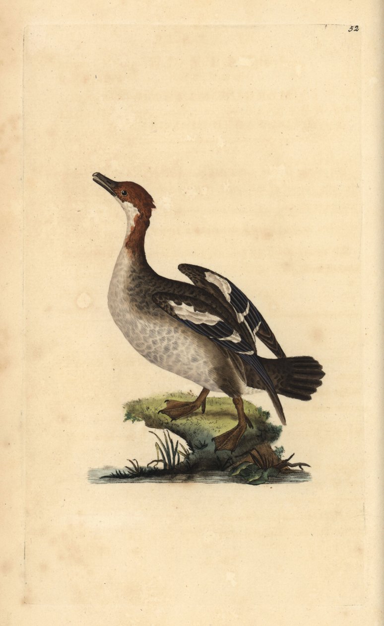 Smew, Mergellus albellus, samice. Ručně kolorovaný mědiryt nakreslený a rytý Edwardem Donovanem z jeho vlastní „Přírodopisné historie britských ptáků“, Londýn od Edward Donovan