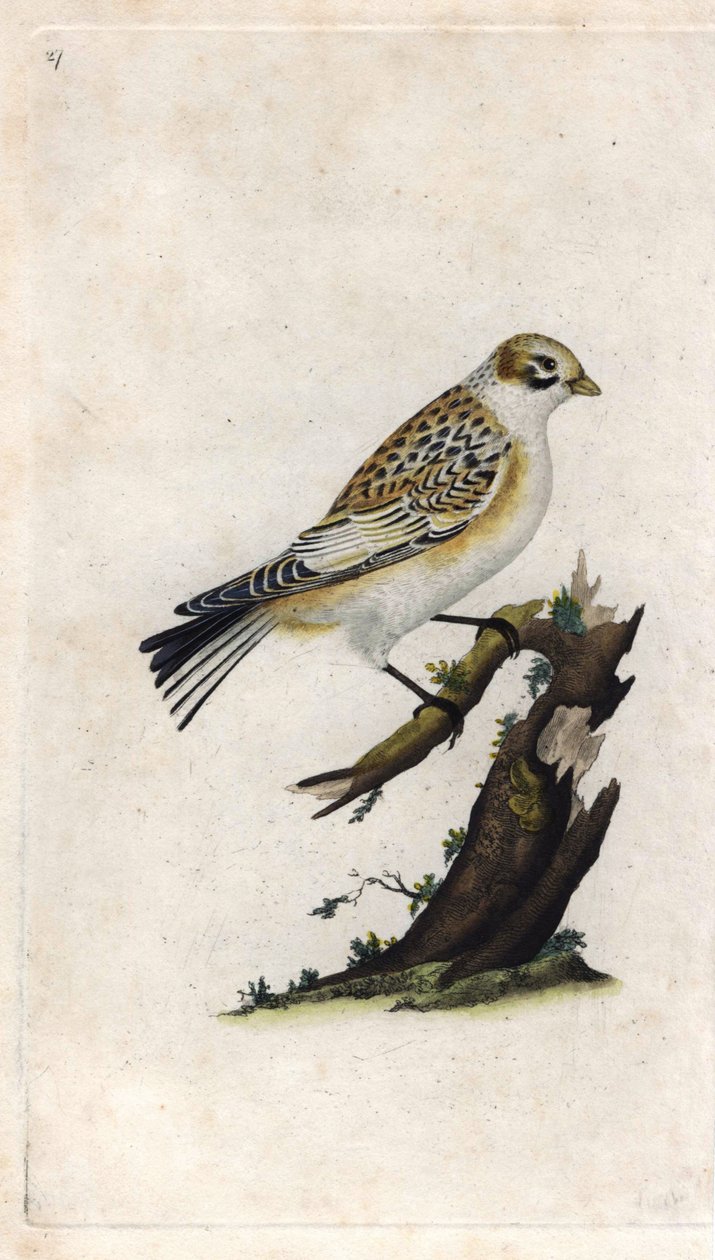 Sněžný vrabec. Plectrophenax nivalis (Emberiza nivalis). Mědirytina Edwarda Donovana (1768-1837), publikovaná v Histoire naturelle des oiseaux britanniques, Londýn od Edward Donovan