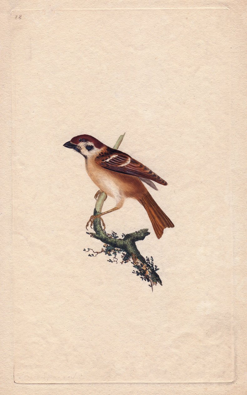 Vrabec. Průsmyk Montanus. Mědirytina Edwarda Donovana (1768-1837), publikovaná v Natural History of British Birds, Londýn od Edward Donovan