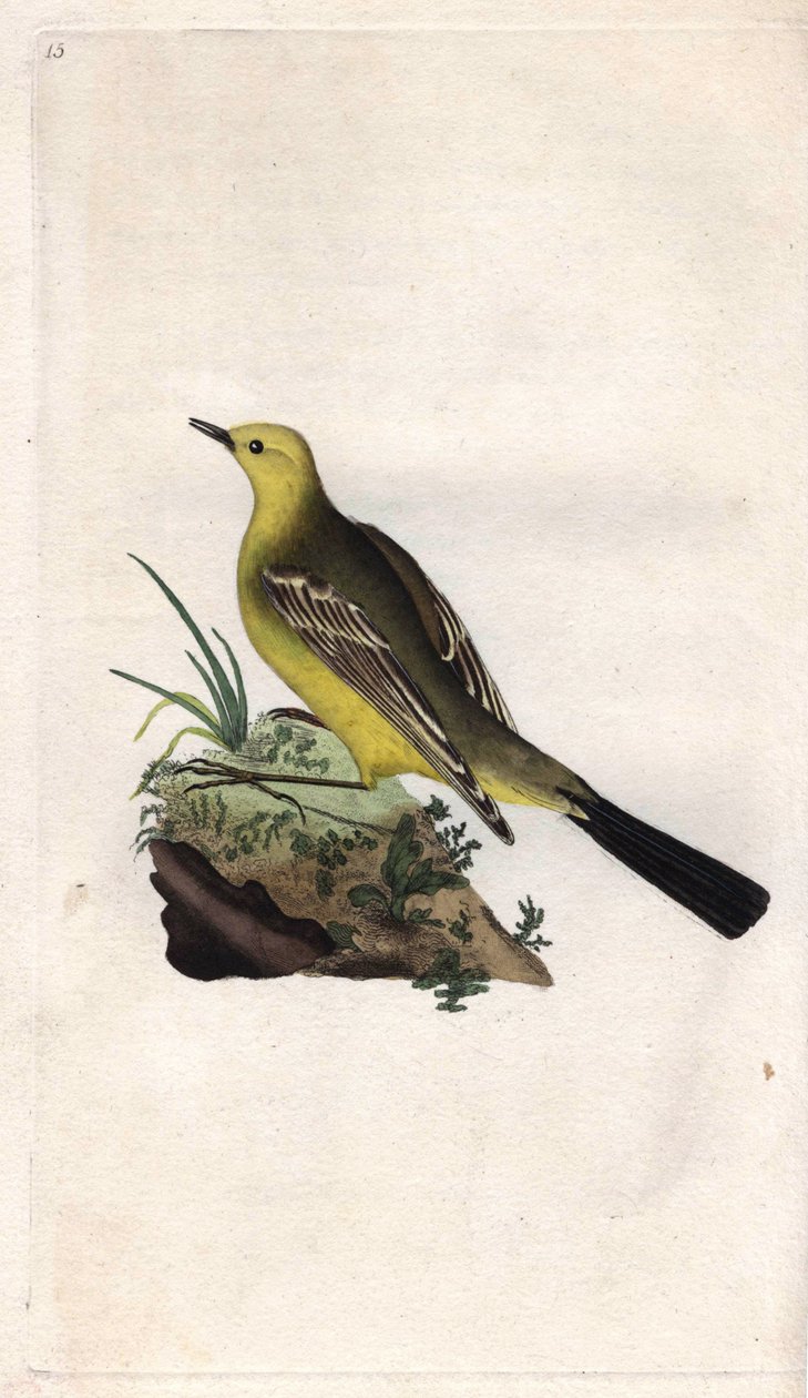 Konipas jarní. Motacilla flava. Mědirytina Edwarda Donovana (1768-1837), publikovaná v Natural History of British Birds, Londýn od Edward Donovan