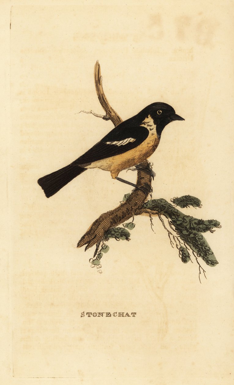 Stonechat, Saxicola rubicola od Edward Donovan