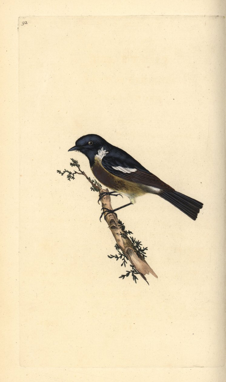 Stonechat, Saxicola rubicola. Ručně kolorovaný mědiryt nakreslený a rytý Edwardem Donovanem z jeho vlastní „Přírodopisné historie britských ptáků“, Londýn od Edward Donovan