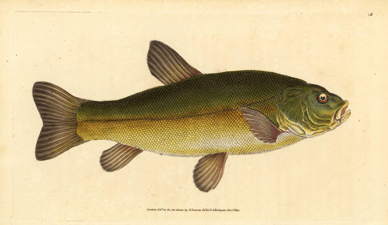 Lín obecný, Tinca tinca (Cyprinus tinca). Ručně kolorovaný mědiryt nakreslený a rytý Edwardem Donovanem z jeho Natural History of British Fishes, Donovan a F.C. a J. Rivington, Londýn od Edward Donovan