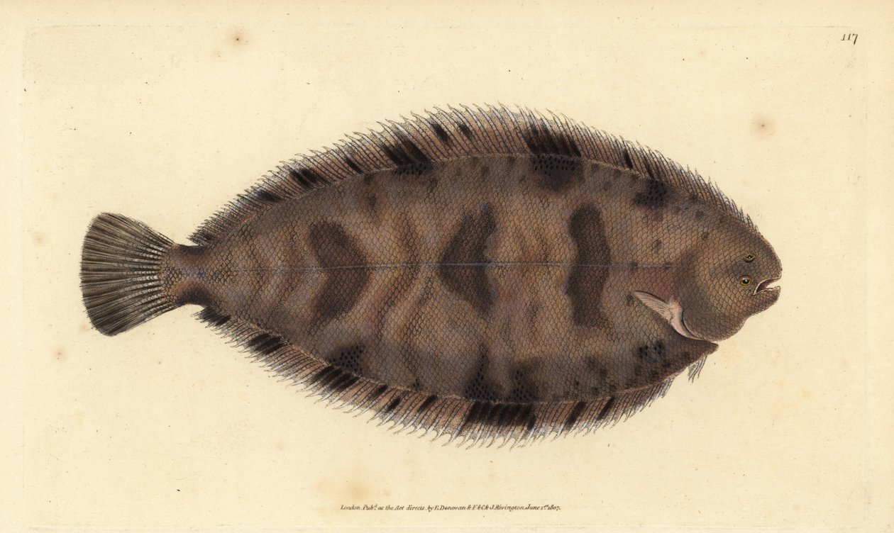 Silná podrážka, Microchirus variegatus (Podešev pestrá, Pleuronectes variegatus). Ručně kolorovaný mědiryt nakreslený a rytý Edwardem Donovanem z jeho Natural History of British Fishes, Donovan a F.C. a J. Rivington, Londýn od Edward Donovan