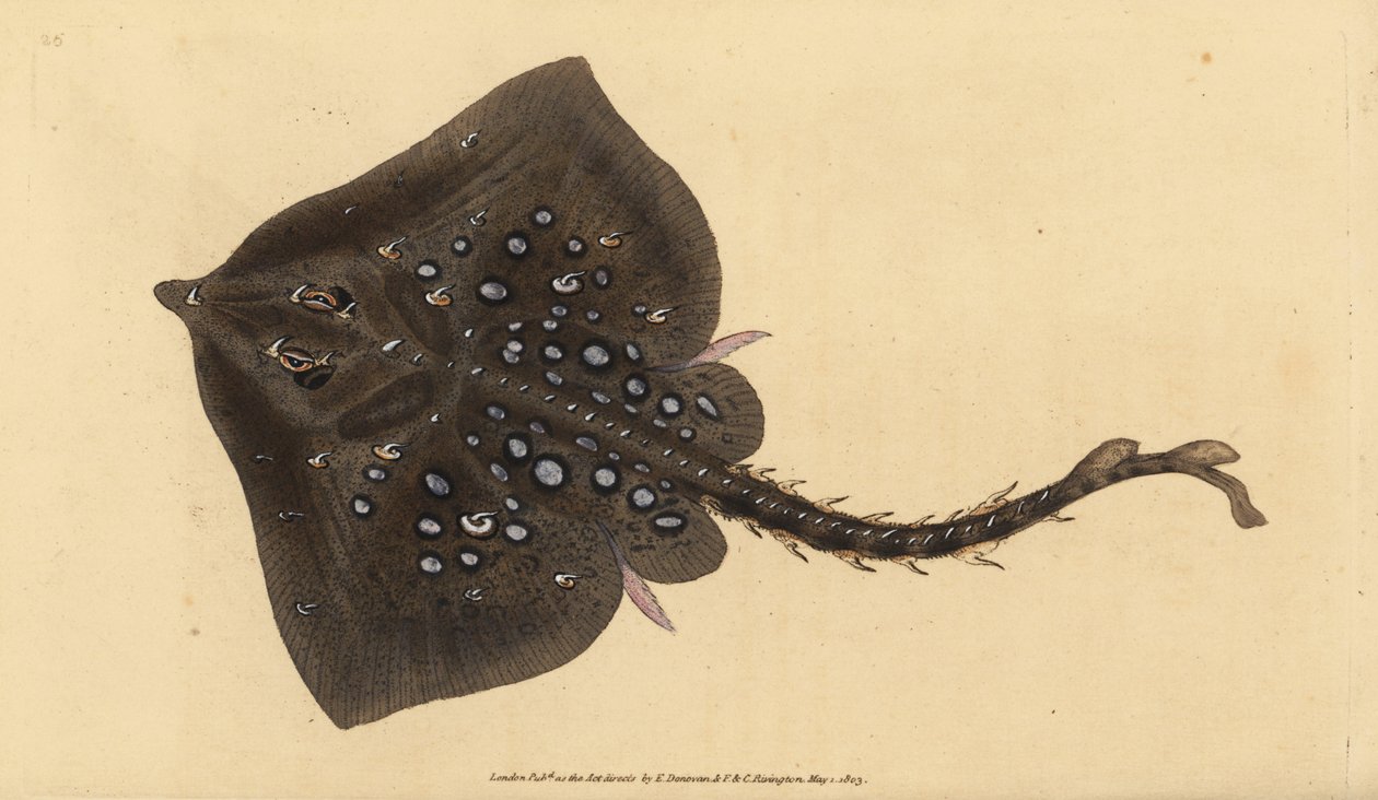 Thornback skate, Raja clavata. Blízko ohrožení. Ručně kolorovaný mědiryt nakreslený a rytý Edwardem Donovanem z jeho Natural History of British Fishes, Donovan a F.C. a J. Rivington, Londýn od Edward Donovan
