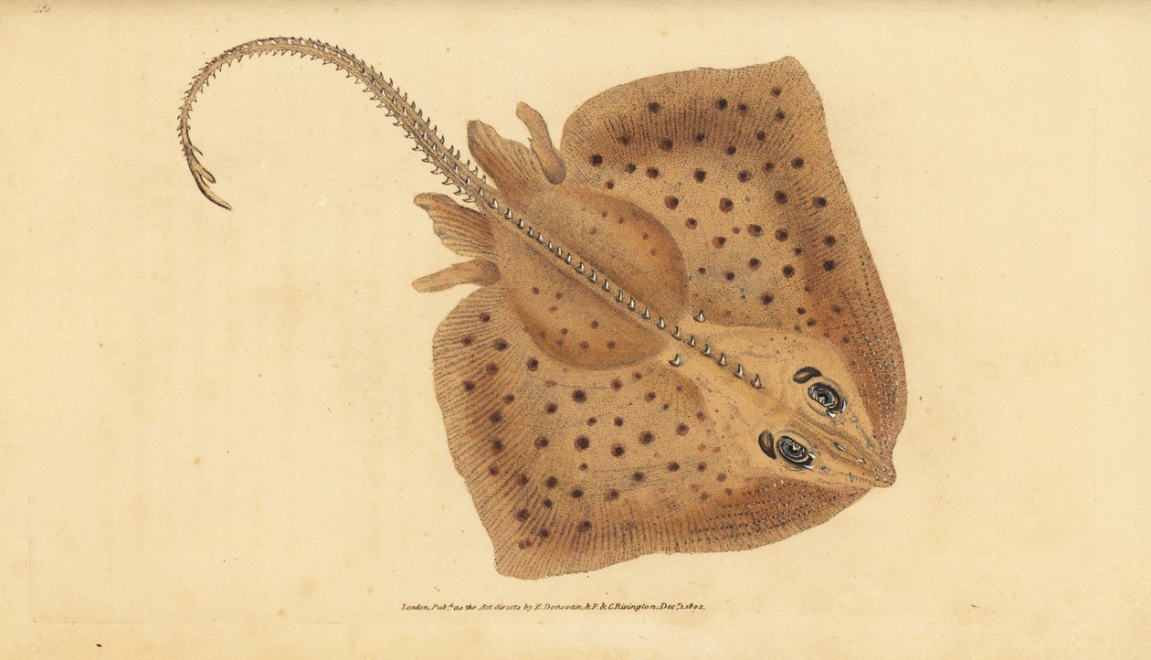 Thornback skate, Raja clavata. Blízko ohrožení. Drsný paprsek, Raja rubus. Ručně kolorovaný mědiryt nakreslený a rytý Edwardem Donovanem z jeho Natural History of British Fishes, Donovan a F.C. a J. Rivington, Londýn od Edward Donovan