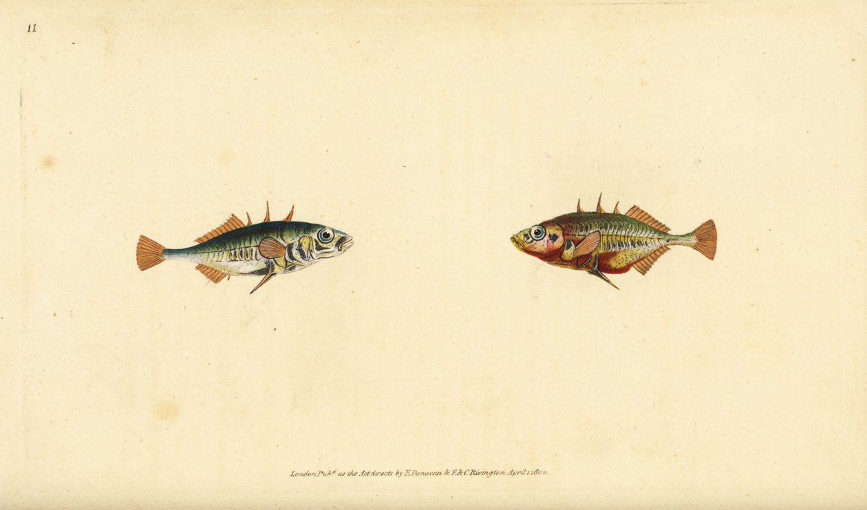 Trn tříostný, Gasterosteus aculeatus. Ručně kolorovaný mědiryt nakreslený a rytý Edwardem Donovanem z jeho Natural History of British Fishes, Donovan a F.C. a J. Rivington, Londýn od Edward Donovan