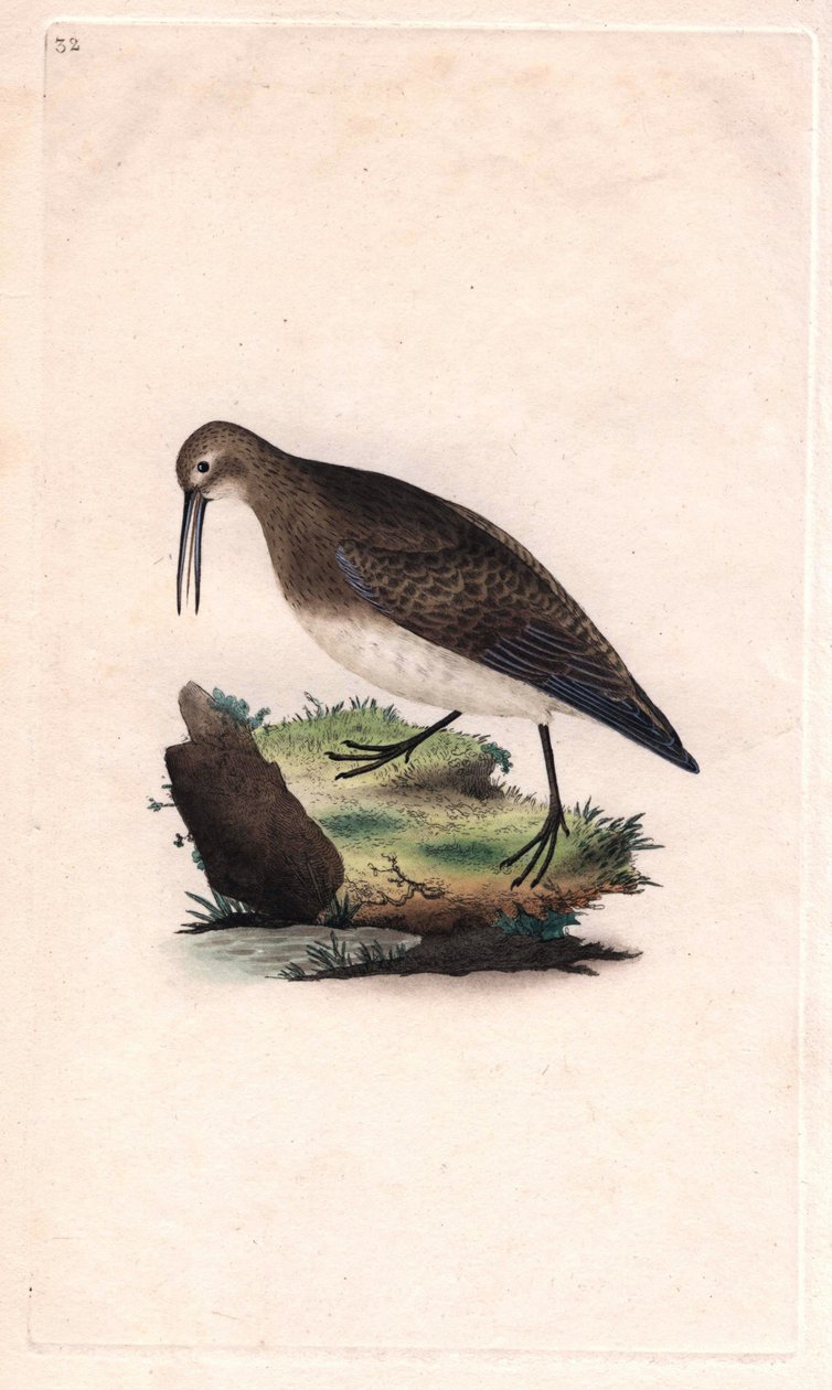 Malý zobák. Calidris minutilla (Tringa cinclus). Mědirytina Edwarda Donovana (1768-1837), publikovaná v Natural History of British Birds, Londýn od Edward Donovan