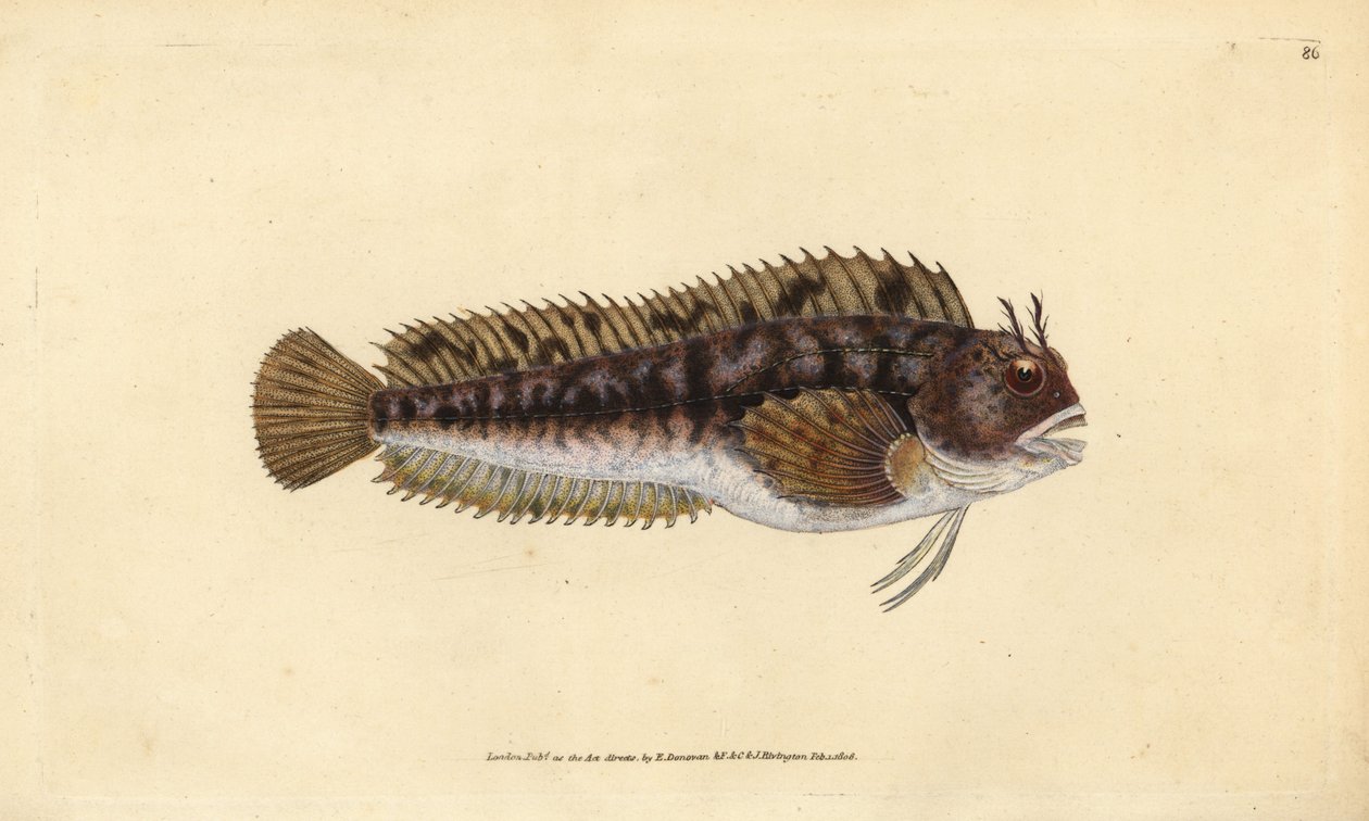 Tompot blenny, Parablennius gattorugine (Gattorugine, Blennius gattorugine). Ručně kolorovaný mědiryt nakreslený a rytý Edwardem Donovanem z jeho Natural History of British Fishes, Donovan a F.C. a J. Rivington, Londýn od Edward Donovan