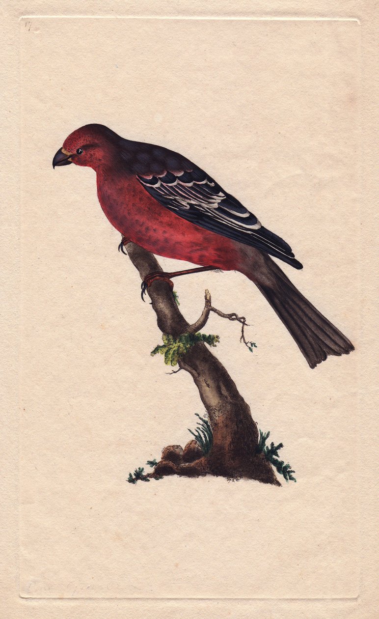 Stromy. Pinicola enucleator (Loxia enucleator). Mědirytina Edwarda Donovana (1768-1837), publikovaná v Natural History of British Birds, Londýn od Edward Donovan