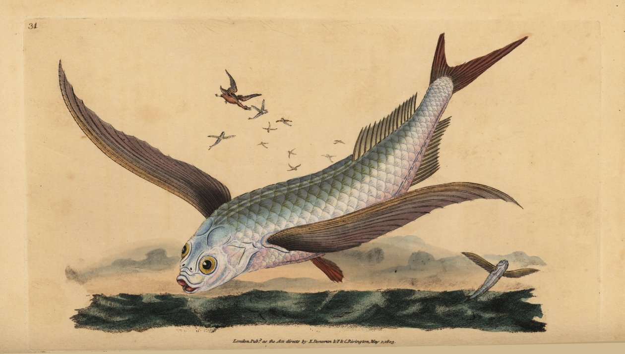 Tropické dvoukřídlé létající ryby nebo obyčejné létající ryby. Ručně kolorovaný mědiryt nakreslený a rytý Edwardem Donovanem z jeho Natural History of British Fishes, Donovan a F.C. a J. Rivington, Londýn od Edward Donovan