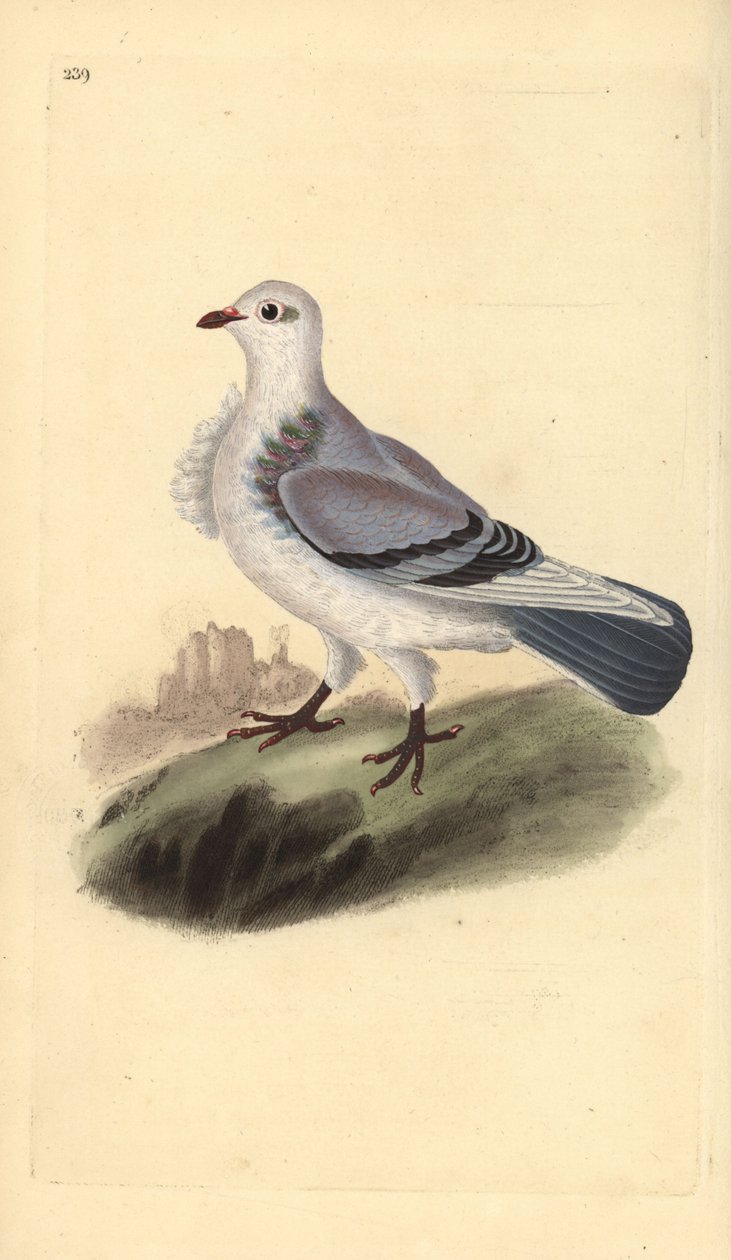 Turbit holub, Columba livia domestica var. turbita. Ručně kolorovaný mědiryt nakreslený a rytý Edwardem Donovanem z jeho vlastní „Přírodopisné historie britských ptáků“, Londýn od Edward Donovan