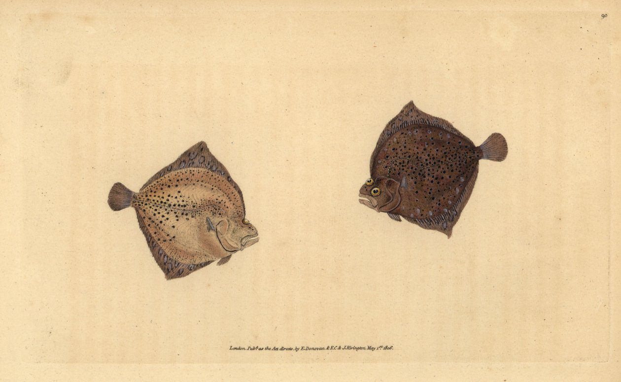 Kambala velká, Scophthalmus maximus (platýs Cyclops, Pleuronectes cyclops). Ručně kolorovaný mědiryt nakreslený a rytý Edwardem Donovanem z jeho Natural History of British Fishes, Donovan a F.C. a J. Rivington, Londýn od Edward Donovan