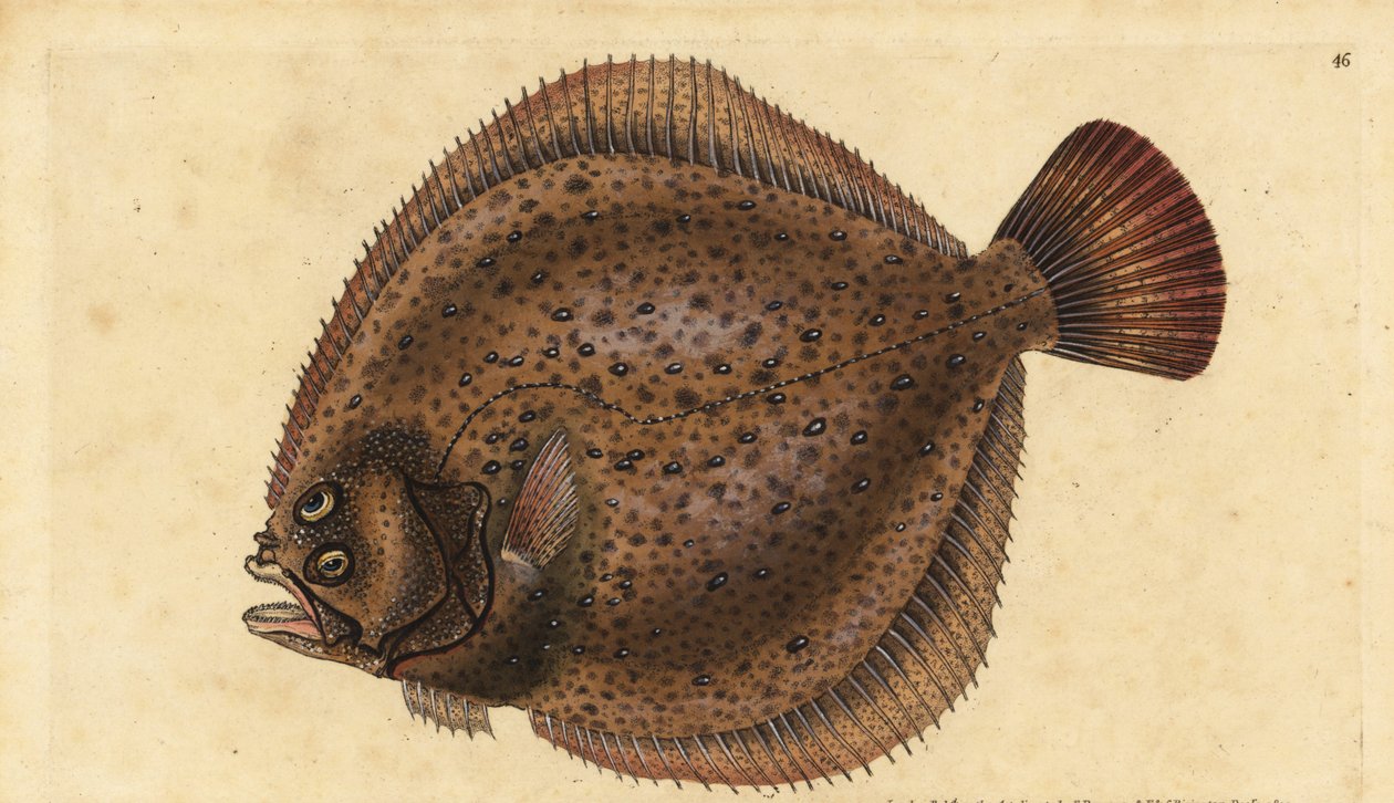 Kambala velká, Scophthalmus maximus (Pleuronectes maximus). Ručně kolorovaný mědiryt nakreslený a rytý Edwardem Donovanem z jeho Natural History of British Fishes, Donovan a F.C. a J. Rivington, Londýn od Edward Donovan
