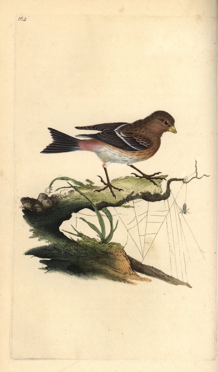 Twite, Carduelis flavirostris. Ručně kolorovaný mědiryt nakreslený a rytý Edwardem Donovanem z jeho vlastní „Přírodopisné historie britských ptáků“, Londýn od Edward Donovan