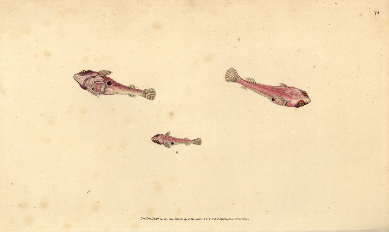 Klíněnka dvoutečková, Diplecogaster bimaculata bimaculata (Přísavník dvoutečkový, Cyclopterus bimaculatus). Ručně kolorovaná mědirytina nakreslená a vyrytá Edwardem Donovanem z knihy Natural History of British Fishes, Donovan and F.C. and J. Rivington, Lon od Edward Donovan