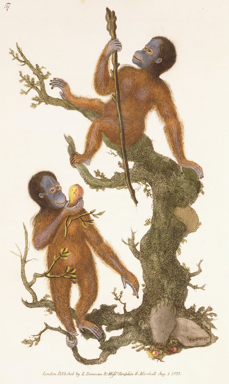 Dva primáti na stromě, 1823 od Edward Donovan
