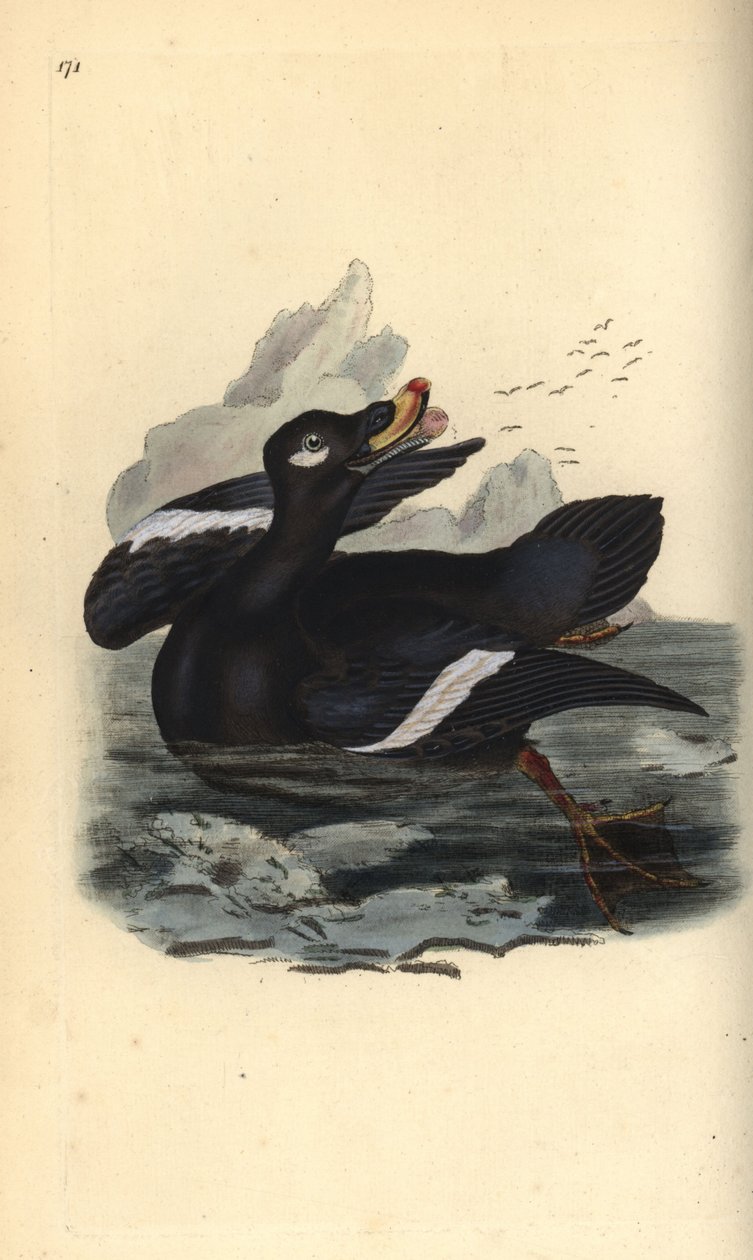 Sametový scoter, Melanitta fusca. Ručně kolorovaný mědiryt nakreslený a rytý Edwardem Donovanem z jeho vlastní „Přírodopisné historie britských ptáků“, Londýn od Edward Donovan