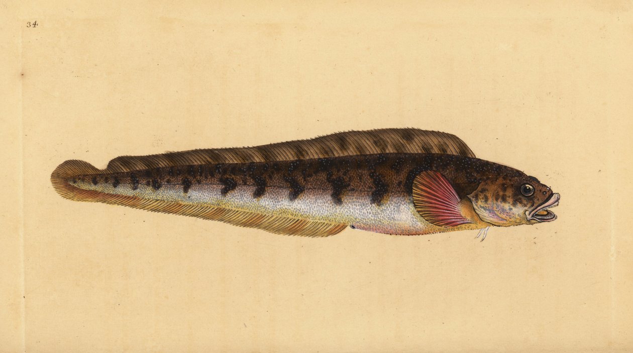 Úhoř živorodý, Zoarces viviparus (Viviparus blenny, Blennius viviparus). Ručně kolorovaný mědiryt nakreslený a rytý Edwardem Donovanem z jeho Natural History of British Fishes, Donovan a F.C. a J. Rivington, Londýn od Edward Donovan
