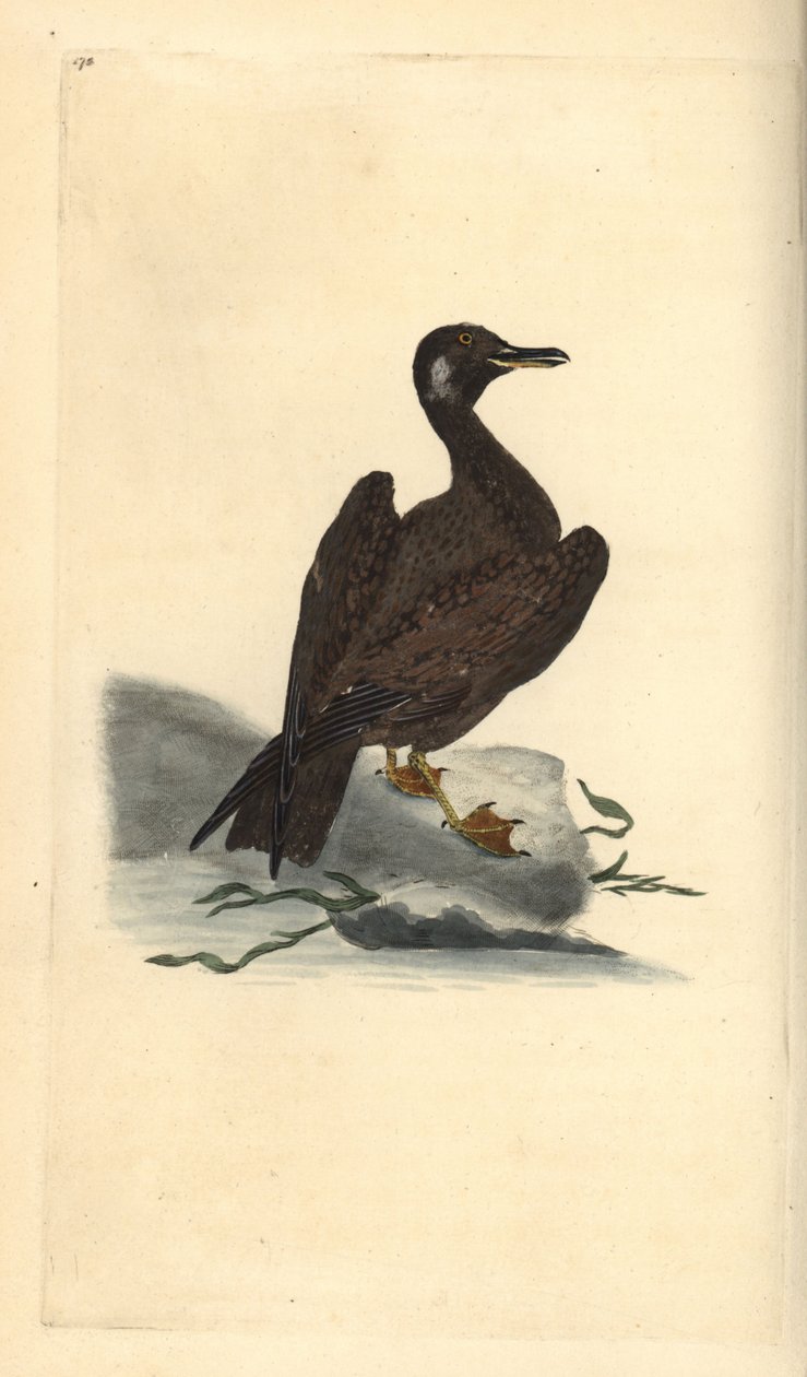 Racek Wagel, mládě racka velkého, Larus marinus. Ručně kolorovaný mědiryt nakreslený a rytý Edwardem Donovanem z jeho vlastní „Přírodopisné historie britských ptáků“, Londýn od Edward Donovan