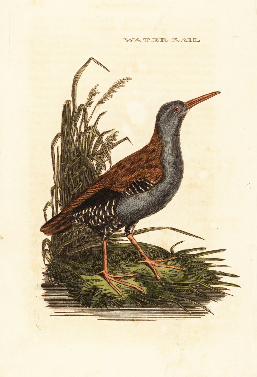 Vodní kolejnice, Rallus aquaticus od Edward Donovan