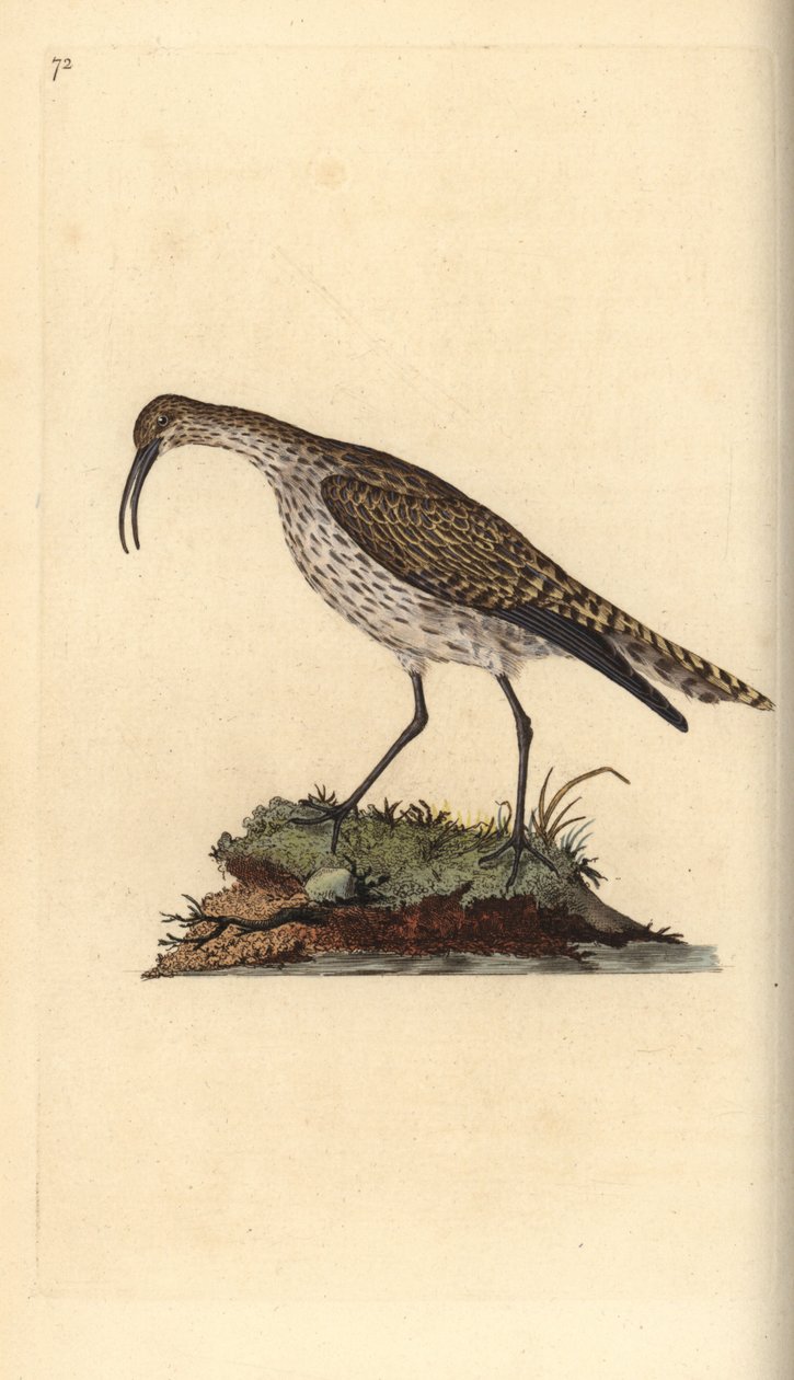Whimbrel, Numenius phaeopus. Ručně kolorovaný mědiryt nakreslený a rytý Edwardem Donovanem z jeho vlastní „Přírodopisné historie britských ptáků“, Londýn od Edward Donovan