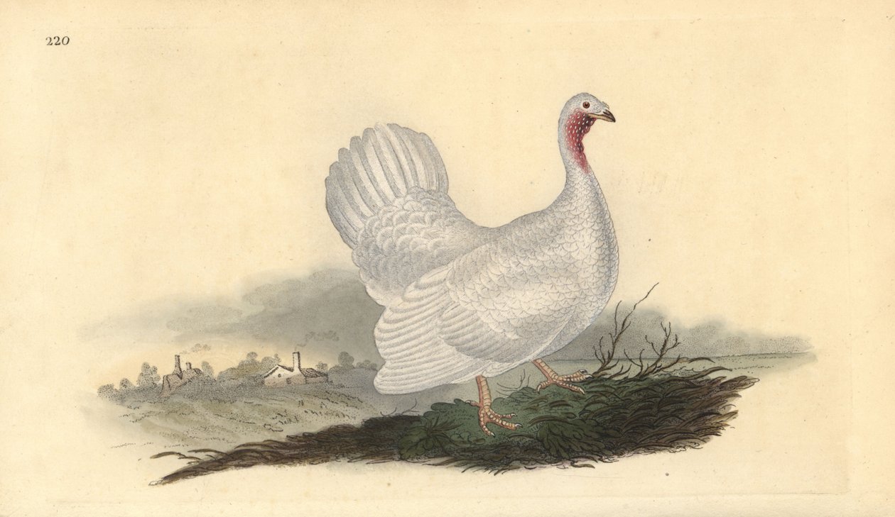 Bílý krocan, Melagris gallopavo (varianta). Ručně kolorovaný mědiryt nakreslený a rytý Edwardem Donovanem z jeho vlastní „Přírodopisné historie britských ptáků“, Londýn od Edward Donovan